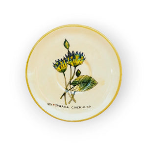 -coffee-saucer-fairy-rose