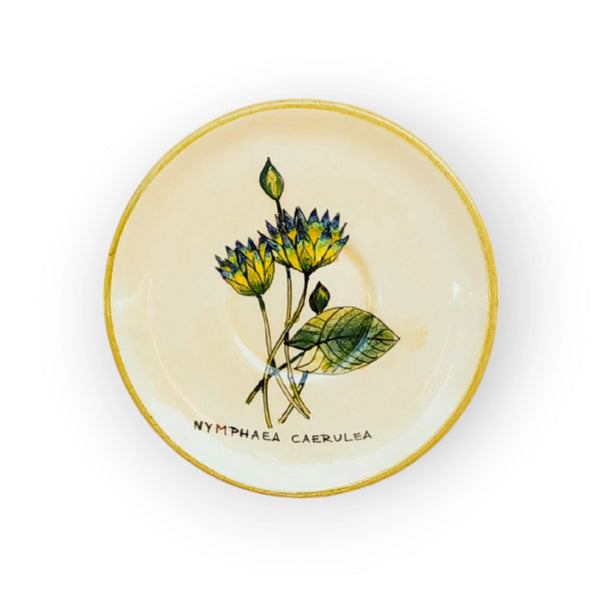 -coffee-saucer-fairy-rose